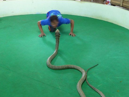Phuket Cobra Show and Snake Farm
